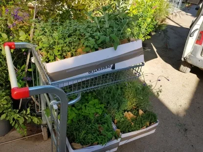 עציצי תבלין עטופים בכוסית בעציץ12 הזמנה לאירוע